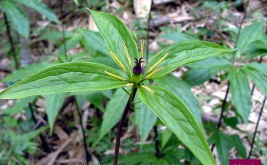 Paris polyphylla 七葉一枝花