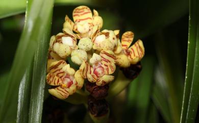Acampe praemorsa var. longepedunculata (Trimen) Govaerts 蕉蘭