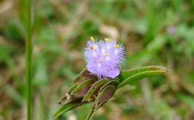 Cyanotis arachnoidea C.B.Clarke 蛛絲毛藍耳草