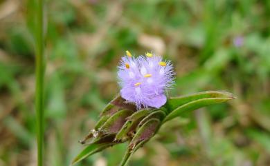 Cyanotis arachnoidea 蛛絲毛藍耳草