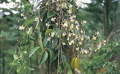 Clematis crassifolia Benth. 厚葉鐵線蓮