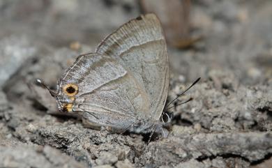 Chrysozephyrus kabrua niitakanus 黃閃翠灰蝶