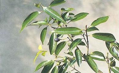 Cinnamomum brevipedunculatum C.E. Chang 小葉樟