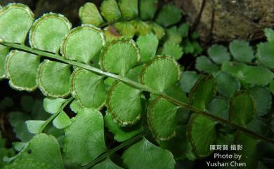 Lindsaea orbiculata 圓葉鱗始蕨