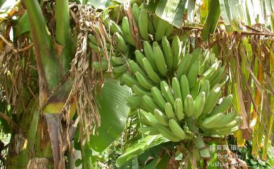 Musa acuminata 香蕉