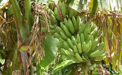 Musa acuminata Colla 香蕉