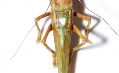 Pseudorhynchus japonicus Shiraki, 1930 日本擬茅螽