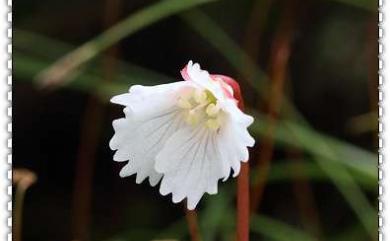 Shortia rotundifolia var. rotundifolia 倒卵葉裂緣花