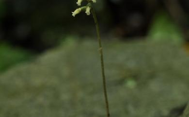 Cheirostylis chinensis var. takeoi (Hayata) T.P.Lin 全唇指柱蘭