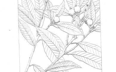 Quercus gilva Blume 赤皮