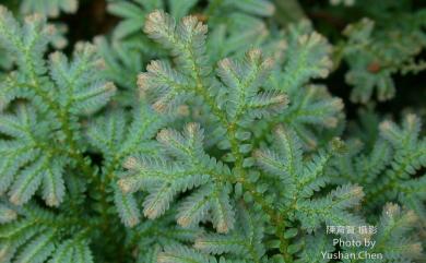 Selaginella uncinata 翠雲草