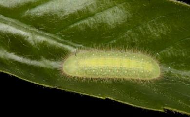 Arhopala birmana asakurae Matsumura, 1926 小紫灰蝶