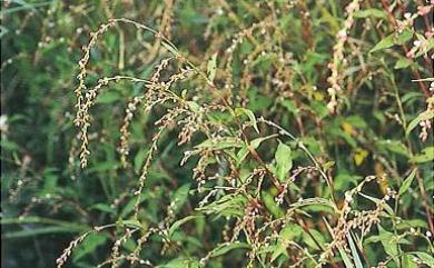 Persicaria pubescens (Blume) H. Hara 腺花毛蓼