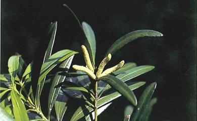 Podocarpus macrophyllus var. macrophyllus (Thunb.) Sweet 1818 大葉羅漢松