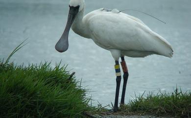 Platalea minor Temminck & Schlegel, 1849 黑面琵鷺