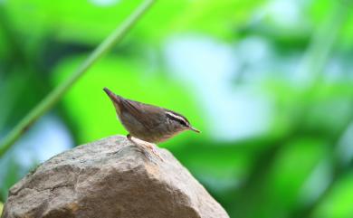 Urosphena squameiceps (Swinhoe, 1863) 短尾鶯