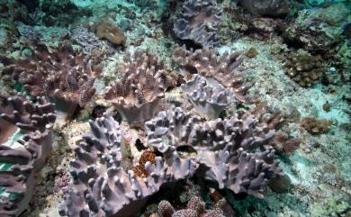 Lobophytum catalai Tixier-Durivault, 1957 卡達葉形軟珊瑚