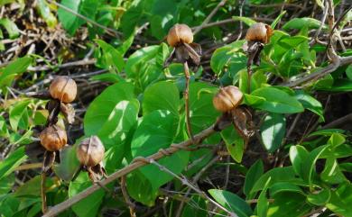 Ipomoea violacea 圓萼天茄兒