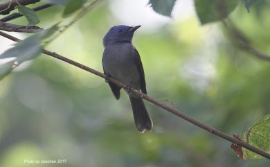 Hypothymis azurea oberholseri Stressmann, 1913 黑枕藍鶲(台灣亞種)