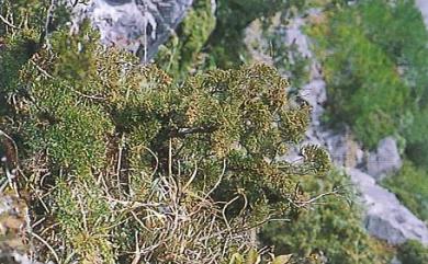 Juniperus chinensis var. taiwanensis R.P.Adams & C.F.Hsieh 清水圓柏