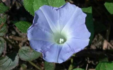 Ipomoea nil 牽牛花