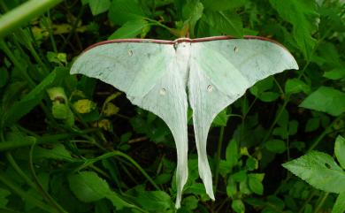 Actias ningpoana ningtaiwana Brechlin, 2012 長尾水青蛾