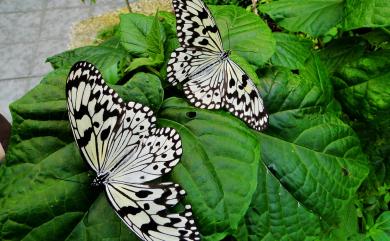 Idea leuconoe clara Butler, 1867 大白斑蝶