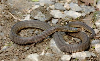 Achalinus formosanus Boulenger, 1908 臺灣標蛇