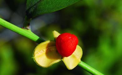 Celastrus hindsii Benth. 南華南蛇藤
