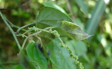 Cyclea ochiaiana (Yamam.) S.F. Huang & T.C. Huang 臺灣土防己