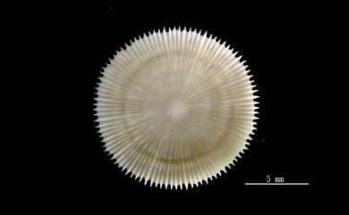 Deltocyathus magnificus Moseley, 1876 巨形角杯珊瑚