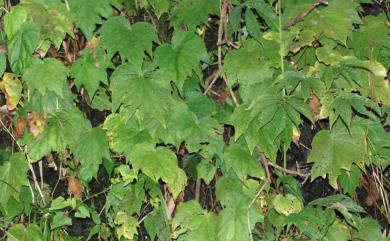 Begonia austrotaiwanensis 南臺灣秋海棠