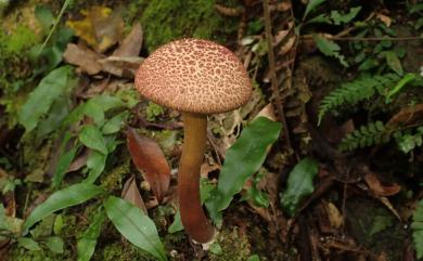 Boletellus 條孢牛肝菌屬