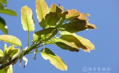 Ficus superba var. japonica Miq. 雀榕