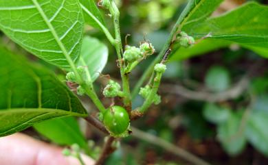 Malaisia scandens (Lour.) Planch. 盤龍木
