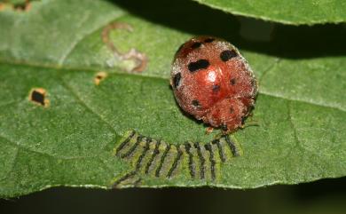 Henosepilachna pusillanima (Mulsant, 1850) 茄十二星瓢蟲