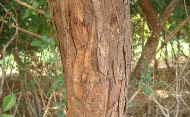 Glochidion rubrum 細葉饅頭果