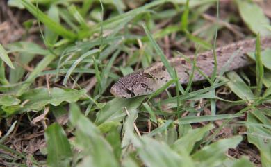 Oligodon formosanus (Günther, 1872) 赤背松柏根