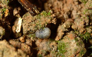 Chrysolina bowringi (Baly, 1860) 紅褐銅金花蟲