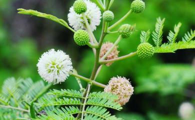 Leucaena leucocephala (Lam.) de Wit 銀合歡