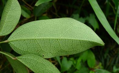 Stauntonia obovatifoliola Hayata 石月