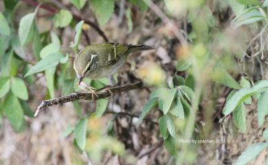 Phylloscopus inornatus (Blyth, 1842) 黃眉柳鶯