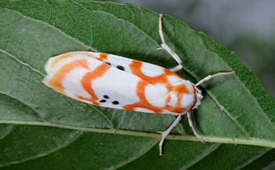 Cyana formosana (Hampson, 1909) 臺雪苔蛾