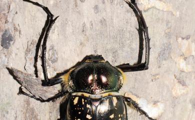 Cheirotonus formosanus Ohaus, 1913 臺灣長臂金龜