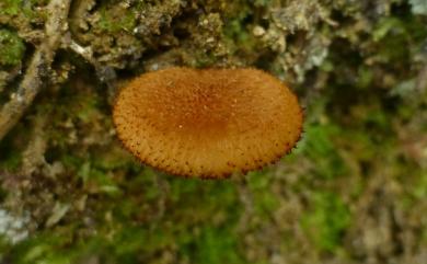 Tricholomopsis 擬口蘑屬