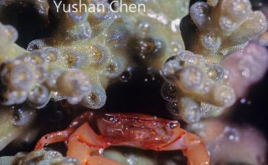 Tetralia glaberrima Miyake, 1938 光潔擬梯形蟹