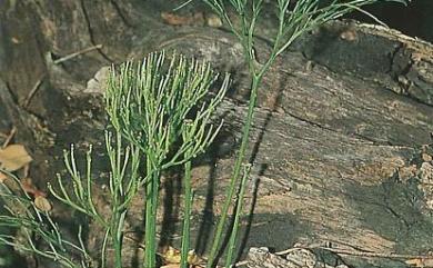 Psilotum nudum 松葉蕨