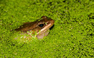 Nidirana adenopleura (Boulenger, 1909) 腹斑蛙