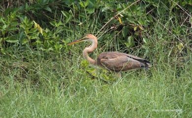 Ardea purpurea manilensis 紫鷺