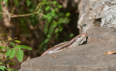 Eutropis longicaudata (Hallowell, 1857) 長尾真稜蜥